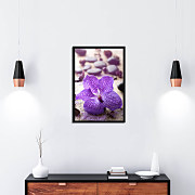 poster violet orchid